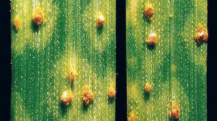 Zu spät. Schwarzrost auf den Blättern von Weizen. Dabei handelt es sich um eine Pilzerkrankung. Sie tritt vornehmlich in wärmeren Ländern auf, wurde 2013 erstmals auch in Deutschland festgestellt. 