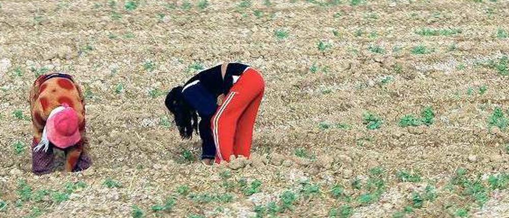 Kaum Grün. Zwei syrische Bäuerinnen auf einem trockenen Feld im Jahr 2010.