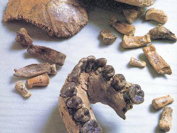 Homo-Puzzle. Die fossilen Reste eines Unterkiefers, Schädel- und Handknochens eines Homo habilis wurden 1964 in Äthiopien gefunden.