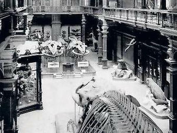 Das im Krieg zerstörte Naturhistorische Museum der Stadt Hamburg war einst das meistbesuchte in ganz Deutschland.