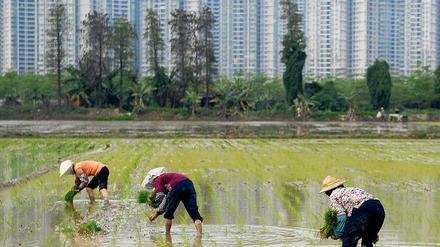 Chinesische Landarbeiter pflanzen auf einem Feld Reis, im Hintergrund ragt eine Front von Hochhäusern auf.