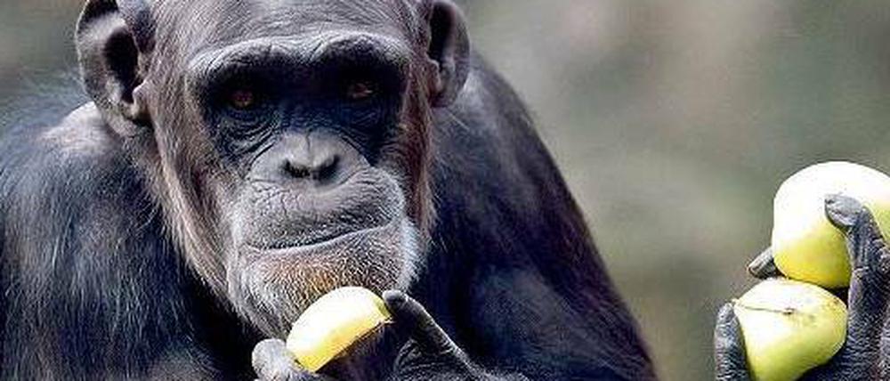 Affen sind Gourmets. Tests zeigen, dass Schimpansen Gares bevorzugen und das Zeug zum Kochen haben.