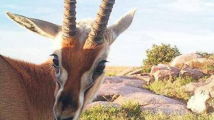 Selfie einer Oryxantilope