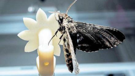 Im Experiment wurde der kolibrigroße Nachtschwärmer von einer künstlichen Blüte mit Zuckerwasser versorgt.