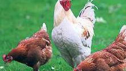 Fleisch und Eier. Hühner sind leichter zu halten und zu transportieren als Schweine. Sie waren daher bald sehr beliebt. 