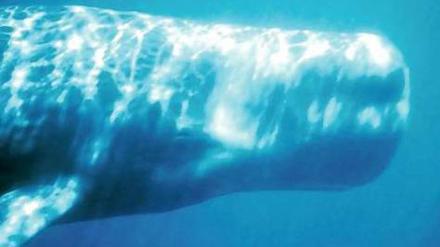 Gleich und gleich. Wale imitieren die Klicklaute anderer, die ihnen ähneln.