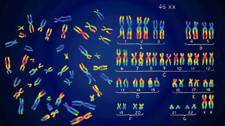 Vielfältiges Erbgut. Insgesamt 88 Millionen Varianten haben Forscher des „1000-Genome-Projekts“ in den DNS-Bausteinen des Menschen entdeckt. 