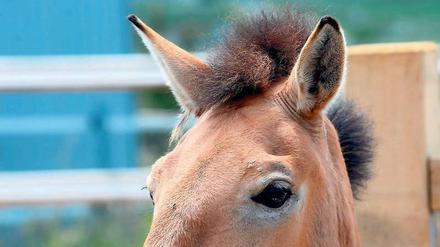 Przewalski-Pferde sind mit dem Urpferd verwandt. Wie dieses haben sie ein helles Fell und eine dunkle Mähne.