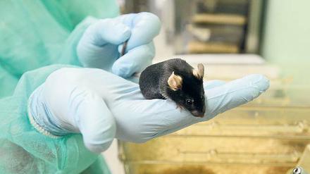 Mithilfe von Genscheren können die defekten Muskeln erbkranker Mäuse repariert werden. 