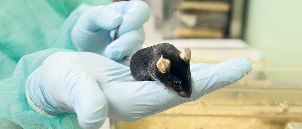 Mithilfe von Genscheren können die defekten Muskeln erbkranker Mäuse repariert werden. 