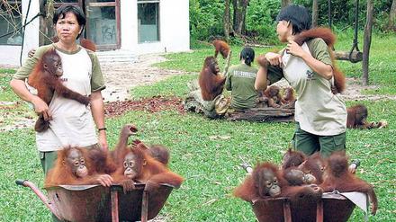 Zwei junge Frauen mit Orang-Utan-Babys auf dem Arm stehen vor Schubkarren, in denen weitere kleine Orang-Utans sitzen.