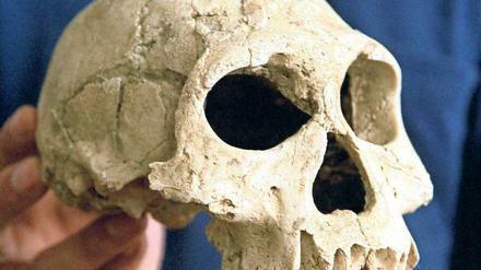Zahn der Zeit. Als Steinzeitmenschen vor 3,3 Millionen Jahren begannen, Steinwerkzeuge zu benutzen, hatte das Folgen fürs Gebiss. Menschen mit großen Gehirnen und kleinen Zähnen konnten überleben, weil sie ihre Nahrung zerkleinern konnten. 