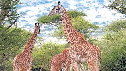 Extreme der Evolution. Für den Körperbau der Giraffen mussten sich mehrere Eigenschaften gleichzeitig ändern. 