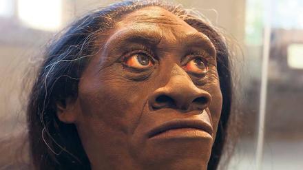 So könnte er ausgesehen haben. Diese Nachbildung eines Homo floresiensis ist im National History Museum in Washington zu sehen. Die Frühmenschen waren rund ein Meter klein, ihr Gehirn hatte die Größe einer Orange. 