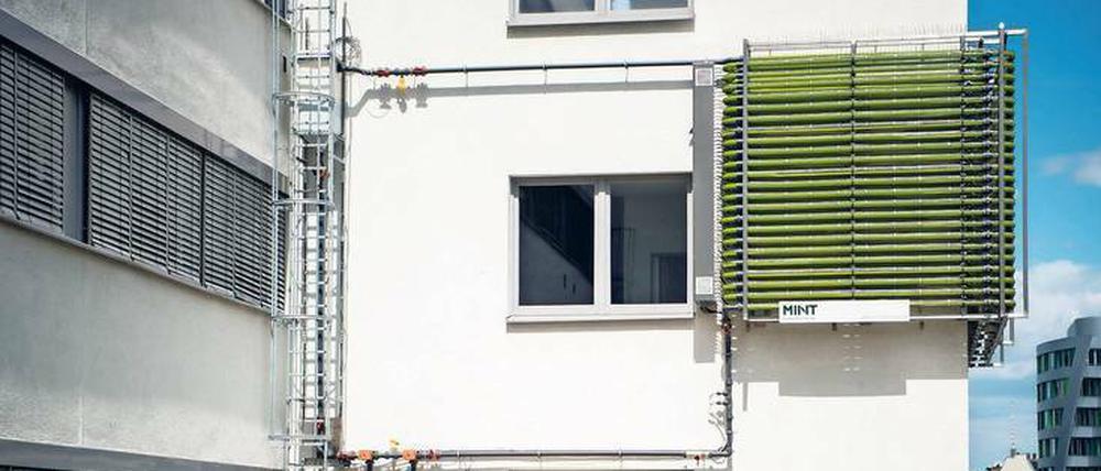 Nützliche Fassade. Der Photobioreaktor in Schöneberg enthält 1200 Liter Wasser, in dem Algen wachsen. Gefüttert werden sie mit Kohlendioxid und Dünger. Alle zwei Wochen wird geerntet. 