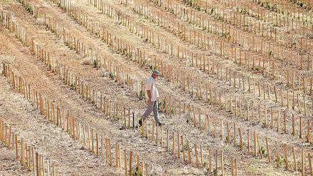 Dürre Aussicht. Ein französischer Weinbauer mit seinen frisch gepflanzten Weinstöcken im September 2016. Künftig werden noch längere und stärkere Trockenperioden erwartet.
