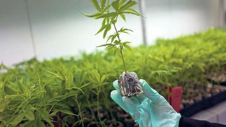Kräutermedizin der anderen Art. Ein Mann hält in einem Gewächshaus bei Safed im Norden von Israel eine Hanfpflanze. Hier wird Cannabis für medizinische Zwecke produziert.