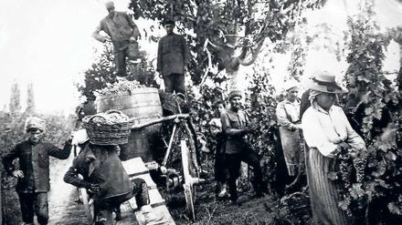 Weinernte. Der Weinbau war erfolgreich, Einheimische (mit den Fellmützen) helfen mit. Die Weinkeller der Gebrüder Vohrer lassen sich noch besichtigen. 