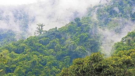 Der Urwald im Amazonas-Gebiet galt lange als kaum besiedelt. 
