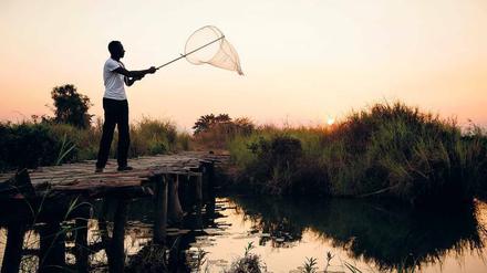 Mückenplage. Am Kilombero in Tansania waren Mückenstiche in den 80er Jahren etwa 2000-mal pro Jahr infektiös. Heute übertragen sie nur noch in 18 Fällen Malaria. Insektenforscher Fredros Okumu sucht nach Wegen, die Infektionen gänzlich zu verhindern.