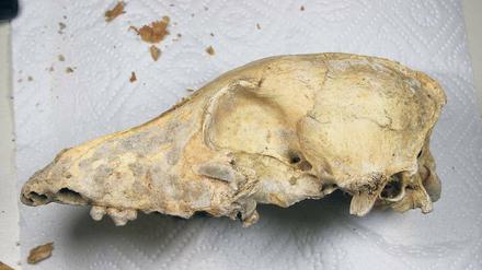 Urhund. Steinzeit-Hunde waren noch nicht an menschliches Essen angepasst.