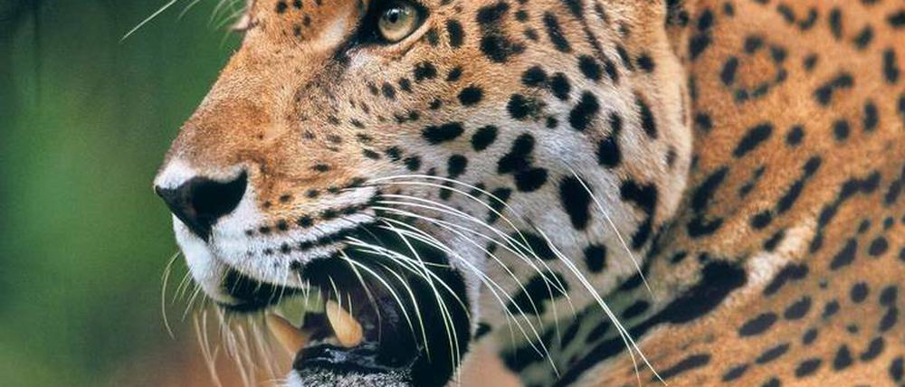 Das Bild zeigt einen Jaguar.