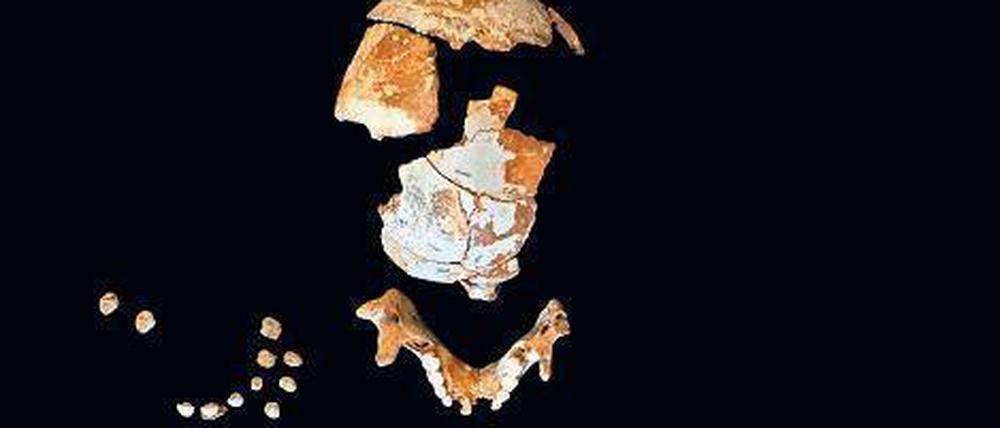In der spanischen Höhle El Sidrón fanden Forscher die Skelettüberreste eines zum Zeitpunkt des Todes etwa siebenjährigen Neandertaler-Kindes. 