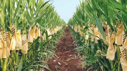 Wachsweiche Gene. „Naturidentische“ Genveränderungen wie beim „waxy“-Mais könnten bald nicht mehr als Gentechnik im Sinne der EU-Regelungen gelten. 
