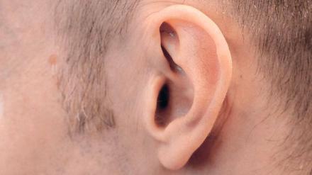 Schalldellen: Ohrmuscheln leiten Schall nicht nur Richtung Innenohr. Sie modulieren ihn auch so, dass das Gehirn die Richtung der Schallquelle ausmachen kann.