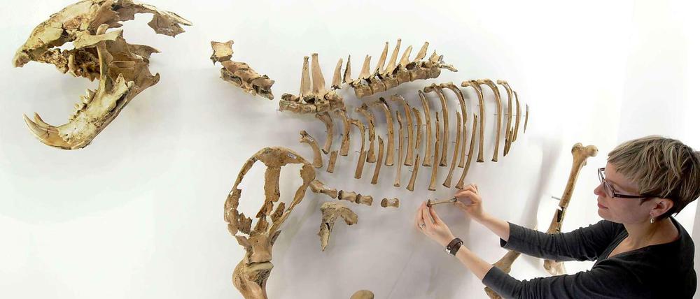 Das Skelett eines Urlöwen wird in einem Museum von einer Frau installiert.