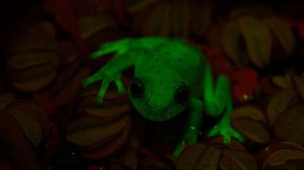In der Dämmerung und in mondbeschienenen Nächten bleibt der Baumfrosch durch die Fluoreszenz für Artgenossen besser sichtbar. 