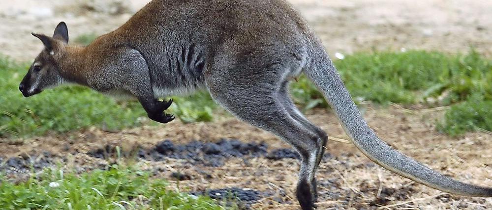 Manche Kängurus springen über zehn Meter weit. Forscher der Uni Münster haben die Ursprünge der Kängurus rekonstruiert.