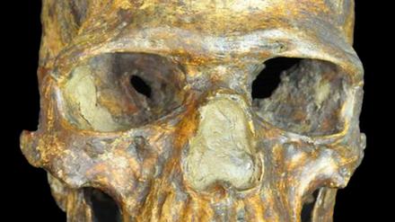 Der Schädel des Kostenki 14 Mannes, der vor 36000 Jahren in Westsibirien in der Nähe des heutigen Ortes Kostenki lebte. 