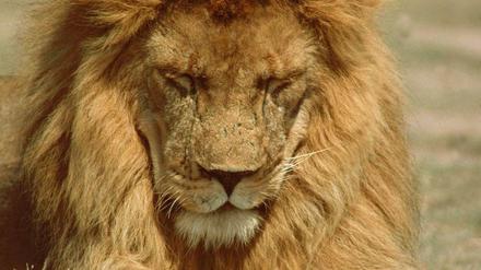 Von Hunden verbreitete Staupeviren töteten 1994 rund tausend Löwen im Serengeti Nationalpark. Seitdem erkranken immer wieder Löwen an der Krankheit, die mit quälenden Muskelspasmen einhergeht.