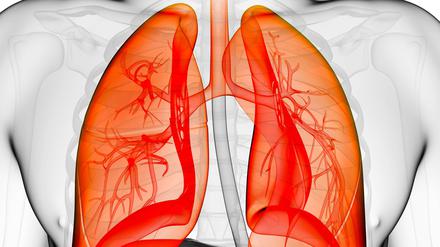 Eine Abbildung der Lungenflügel, rot abgesetzt gegen Brustkorb und Bauchregion.