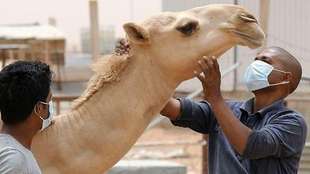 Das saudische Agrarministerium empfiehlt, Kamelen nur noch mit Mundschutz zu begegnen