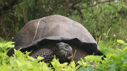 Gepanzerte Vielfalt. Eine der neu entdeckten Riesenschildkröten auf den Galapagos-Inseln.