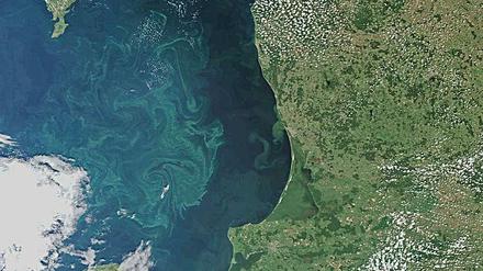 Ein Satellitenbild zeigt das Danziger Becken und die Ostsee vor Kaliningrad und Litauen mit Algenblüte sowie das südliche Ende Gotlands.
