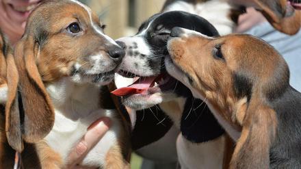 Insgesamt sieben Welpen wurden nach der ersten erfolgreichen künstlichen Befruchtung bei Hunden an der Cornell University in Ithaca im US-Bundesstaat New York geboren. 