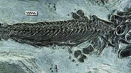 Alter Knochen. Das Fossil des amphibischen Ichthyosauriers Cartorhynchus lenticarpus. Es wurde im Osten Chinas entdeckt.