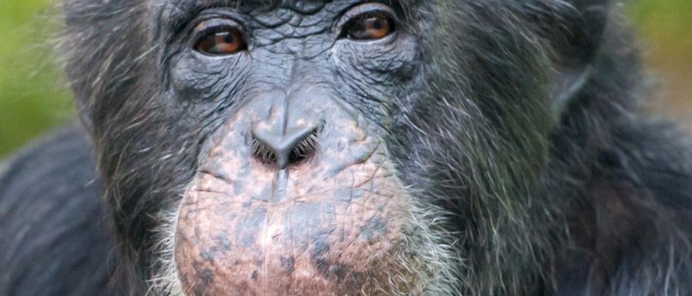 Schimpansen zählen zu den Primaten. Auch diese Tiere können Irrtümer voraussehen, behaupten Forscher. 