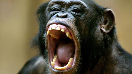 Aggressives Verhalten. Primaten neigen zu Gewalt gegen Artgenossen. Der Mensch bildet dabei keine Ausnahme. 
