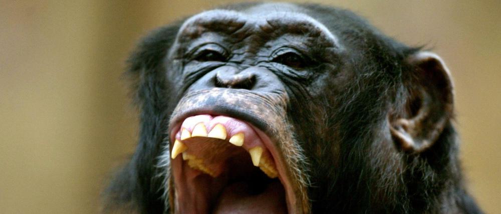 Aggressives Verhalten. Primaten neigen zu Gewalt gegen Artgenossen. Der Mensch bildet dabei keine Ausnahme. 