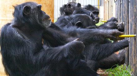 Gemeinsam sind wir stärker. Schimpansen ziehen an einem Kooperationsapparat. 