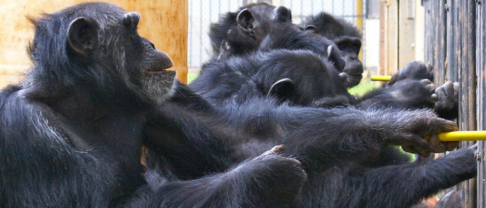 Gemeinsam sind wir stärker. Schimpansen ziehen an einem Kooperationsapparat. 