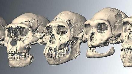 Verschieden. Die fünf Schädel von Frühmenschen, die im georgischen Dmanisi gefunden wurden. Sie sind etwa 1,8 Millionen Jahre alt. 