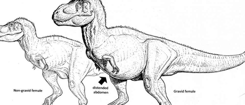 Finde den Unterschied. Die Zeichnung zeigt ein "schwangeres" Weibchen kurz vor der Eiablage (vorn) sowie ein nicht trächtiges Tier. 