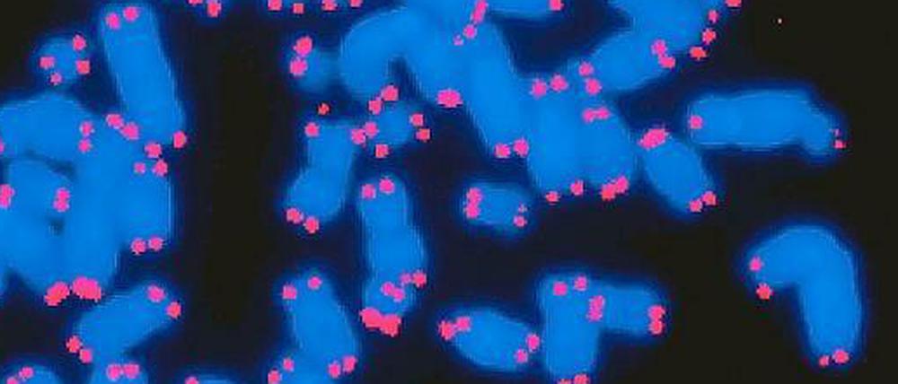 Menschliche Chromosomen (blau) tragen an ihrem Ende Telomere (pink), eine Art Schutzkappe für die Chromosomen. Die Telomere können als Maß für das Alter dienen, da sie sich mit dem Alter verkürzen.