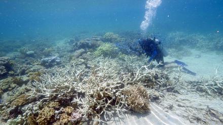 Die Farbe fehlt. Wird das Wasser zu warm, werfen die Korallen einzellige Algen aus ihrem Gewebe. Mit ihnen verschwindet die Farbe. Zurück bleiben fahle Skelette.