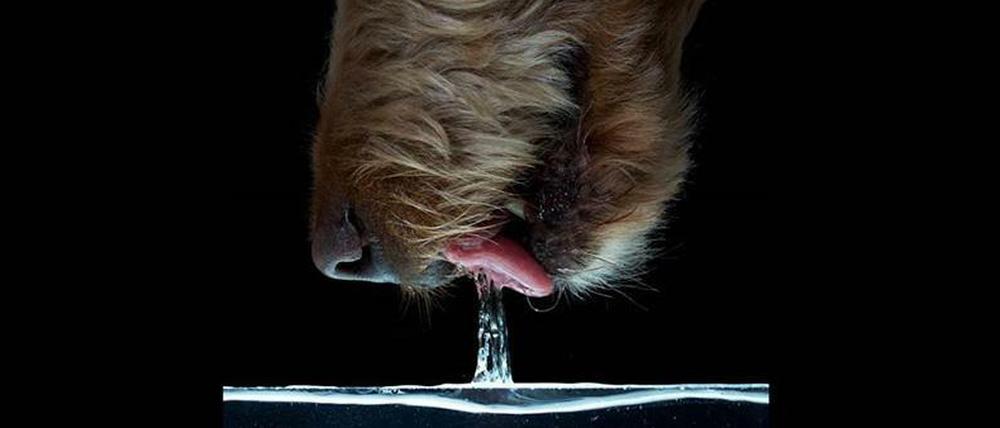 Spritzt furchtbar, ist aber effektiv: Mit zurückgeklappter Zunge erzeugen Hunde beim Trinken eine besonders großvolumige Wassersäule, die sie aufschnappen kurz bevor sie wieder zusammenfällt. 